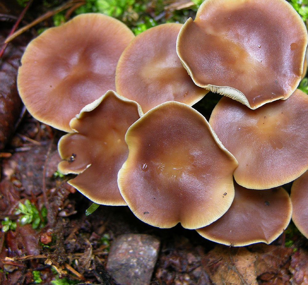 Gymnopus ocior  (Pers.) Anton�n & Noordel